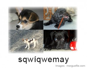 illustration for sqwíqwemay ('puppy')